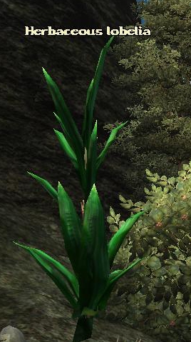 HERBACEOUS LOBELIA